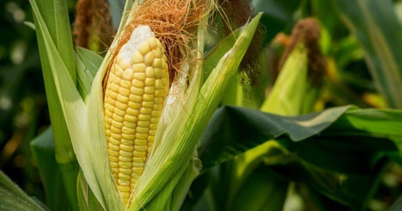 Kalbar Jadi Tuan Rumah Panen Raya Jagung Nasional