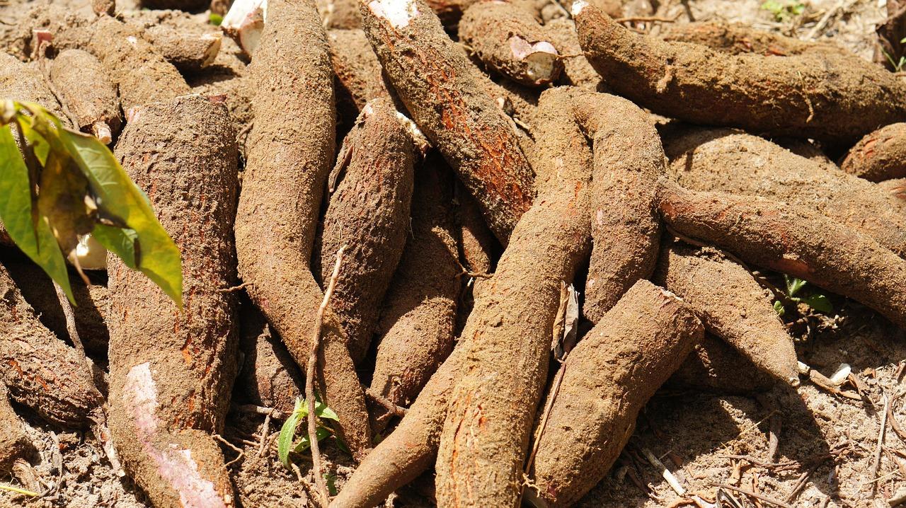 Dari Singkong Jadi Cuan: Ibu Ini Raup Rp15 Juta Per Bulan dari Usaha Rumahan