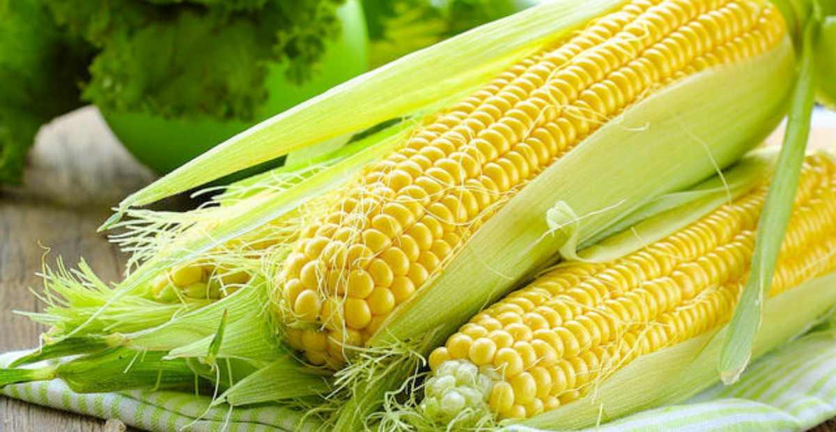 BPS Prediksi Produksi Jagung Capai 1,39 Juta Ton