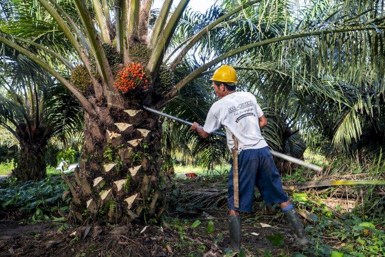 Tren Bisnis Minggu Ini: Dari AI Sampai Sawit Ramah Lingkungan, Semua Lagi Naik Daun!