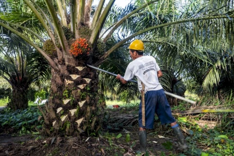 Tren Bisnis Minggu Ini: Dari AI Sampai Sawit Ramah Lingkungan, Semua Lagi Naik Daun!